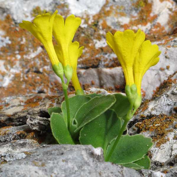 Fotografie von Primula auricula, Aurikel