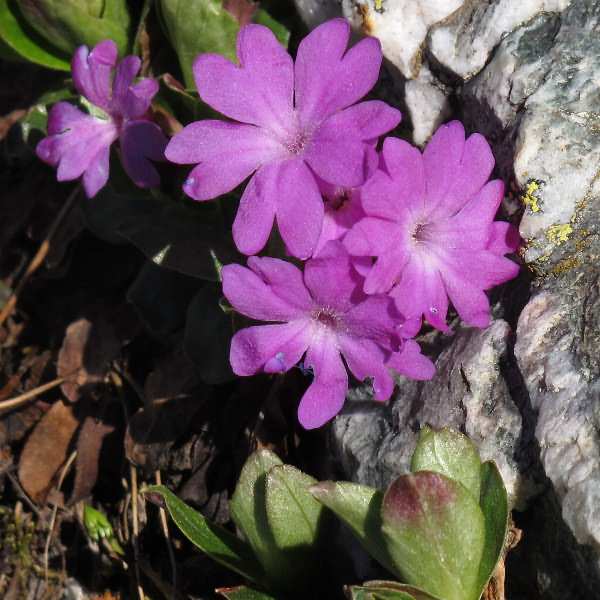 Fotografie von Primula integrifolia, Ganzblättrige Primel
