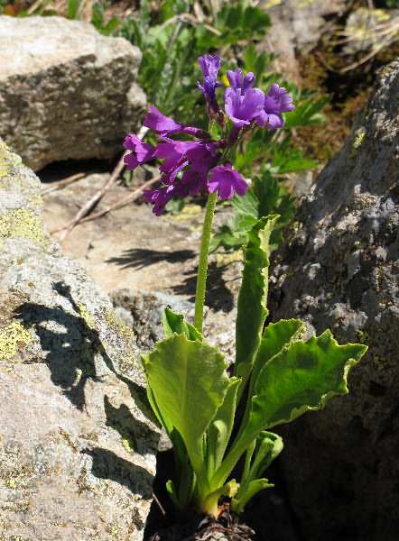 Fotografie von Primula latifolia, Breitblättrige Primel