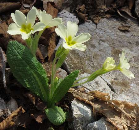 Fotografie von Primula vulgaris, Stengellose Schlüsselblume