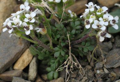 Fotografie von Pritzelago alpina ssp. brevicaulis, Kurzstielige Gemskresse