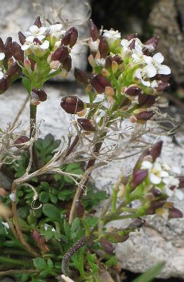 Fotografie von Pritzelago alpina ssp. brevicaulis, Kurzstielige Gemskresse