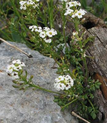 Fotografie von Pritzelago alpina ssp. alpina, Alpen-Gemskresse