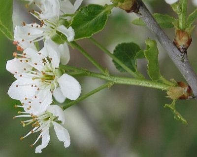 Fotografie von Prunus mahaleb, Felsenkirsche