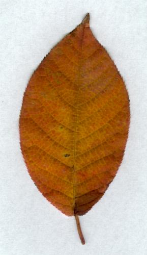 Herbstblatt von Prunus padus, Gewöhnliche Traubenkirsche