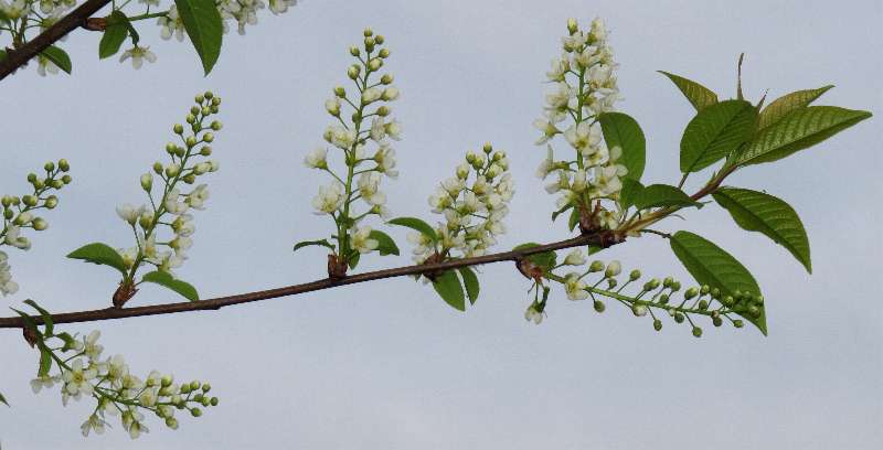 Fotografie von Prunus padus, Gewöhnliche Traubenkirsche