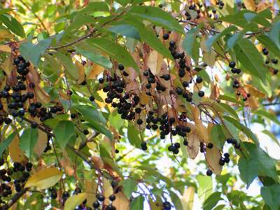 Fotografie von Prunus serotina, Späte Traubenkirsche