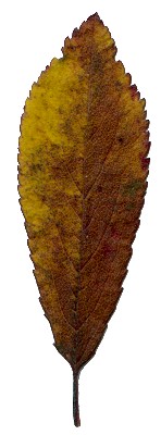 Herbstblatt von Prunus spinosa, Schlehe