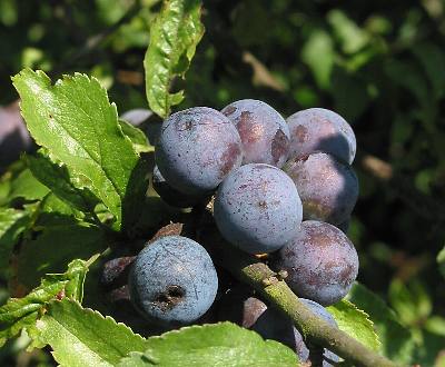 Fotografie von Prunus spinosa, Schlehe