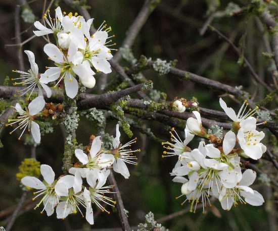 Fotografie von Prunus spinosa, Schlehe
