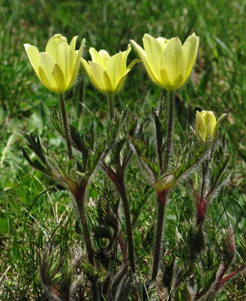 Fotografie von Pulsatilla alpina ssp. apiifolia, Schwefelgelbe Alpen-Küchenschelle