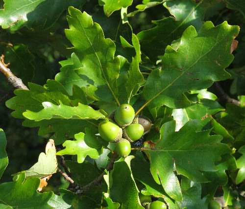 Fotografie von Quercus petraea, Trauben-Eiche