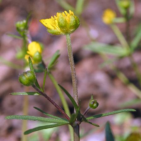 Fotografie von Ranunculus auricomus agg., Gold-Hahnenfuß