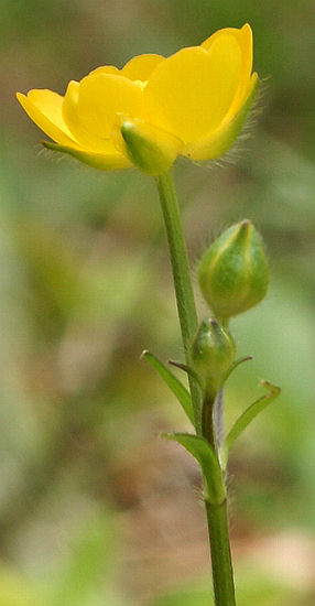 Fotografie von Ranunculus serpens ssp. nemorosus, Hain-Hahnenfuß