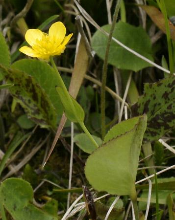 Fotografie von Ranunculus thora, Schildblatt-Hahnenfuß