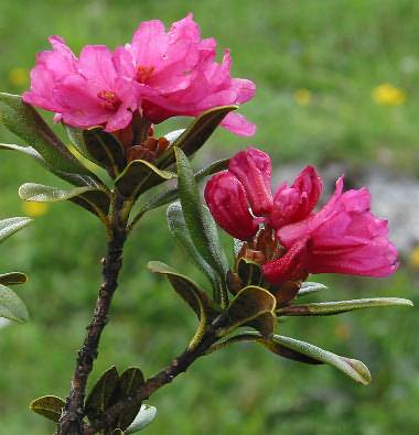 Fotografie von Rhododendron ferrugineum, Rostrote Alpenrose