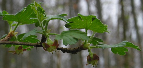Fotografie von Ribes uva-crispa, Stachelbeere