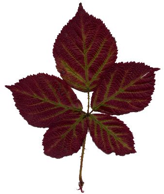 Herbstblatt von Rubus fruticosus agg., Brombeere