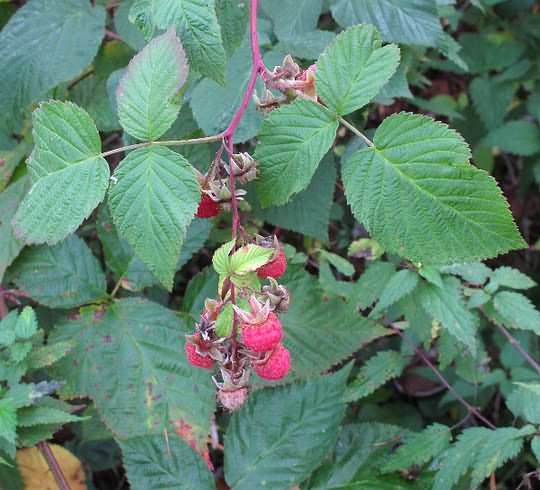 Fotografie von Rubus idaeus, Himbeere