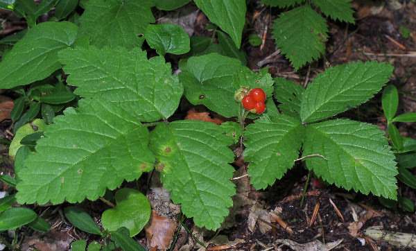 Fotografie von Rubus saxatilis, Steinbeere