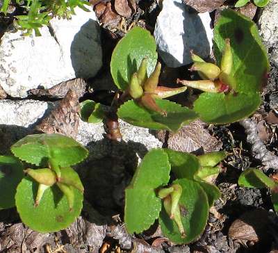 Fotografie von Salix herbacea, Kraut-Weide