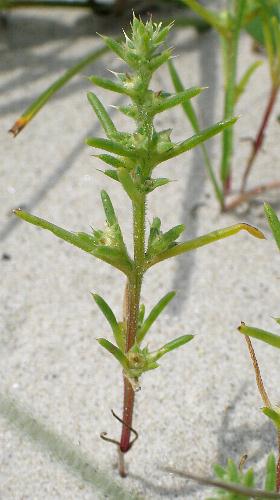 Fotografie von Salsola kali ssp. kali, Strand-Salzkraut