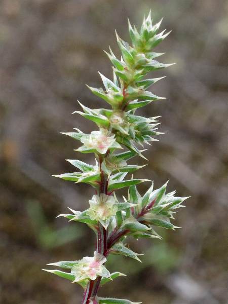 Fotografie von Salsola kali ssp. tragus, Kali-Salzkraut