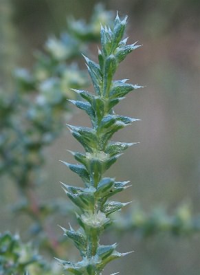 Fotografie von Salsola kali ssp. tragus, Kali-Salzkraut