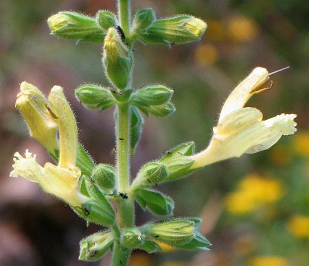 Fotografie von Salvia glutinosa, Klebriger Salbei