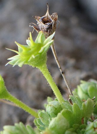 Fotografie von Saxifraga aphylla, Blattloser Steinbrech
