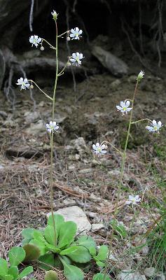 Fotografie von Saxifraga cuneifolia, Keilblättriger Steinbrech
