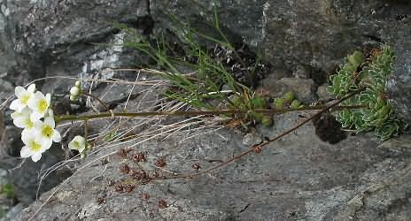 Fotografie von Saxifraga paniculata, Trauben-Steinbrech