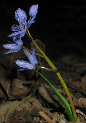 Fotografie von Scilla bifolia, Zweiblättriger Blaustern