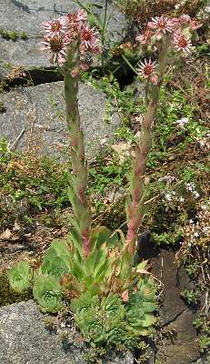 Fotografie von Sempervivum tectorum ssp. tectorum, Dach-Hauswurz