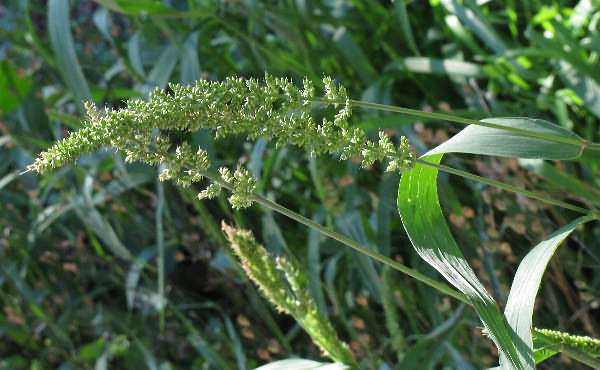 Fotografie von Setaria verticillata, Quirlblütige Borstenhirse