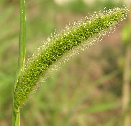 Fotografie von Setaria viridis, Grüne Borstenhirse