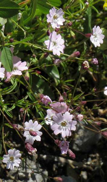 Fotografie von Silene pusilla ssp. pudibunda, Rosaroter Strahlensame