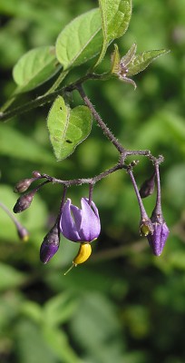 Fotografie von Solanum dulcamara, Bittersüßer Nachtschatten