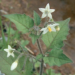 Fotografie von Solanum nigrum ssp. schultesii, Schwarzer Nachtschatten