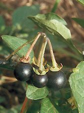Fotografie von Solanum nigrum ssp. nigrum, Schwarzer Nachtschatten