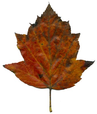 Herbstblatt von Sorbus torminalis, Elsbeere