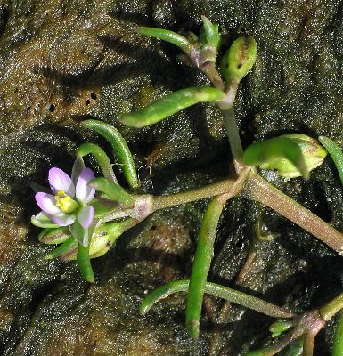Fotografie von Spergularia salina, Salz-Schuppenmiere
