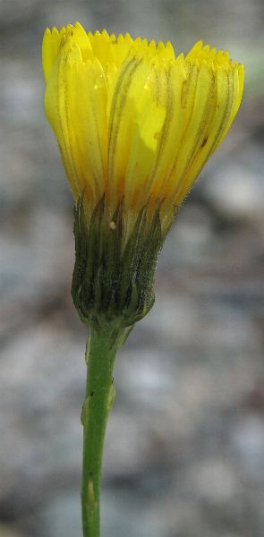 Fotografie von Tolpis staticifolia, Grasnelkenblättriges Habichtskraut