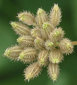 Fotografie von Torilis japonica, Gewöhnlicher Klettenkerbel