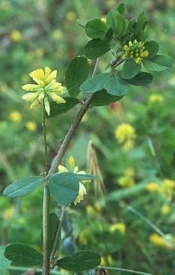 Fotografie von Trifolium dubium, Kleiner Klee