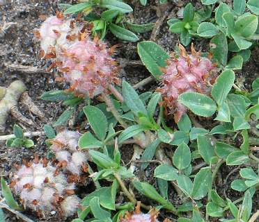 Fotografie von Trifolium fragiferum, Erdbeer-Klee