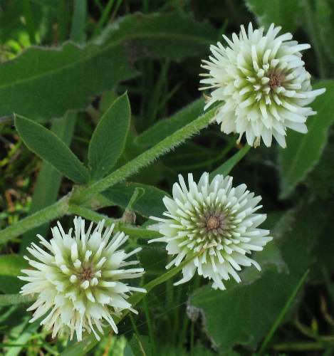 Fotografie von Trifolium montanum, Berg-Klee
