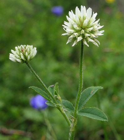 Fotografie von Trifolium montanum, Berg-Klee
