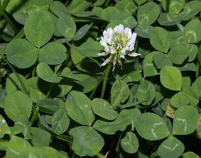 Fotografie von Trifolium repens, Weiß-Klee