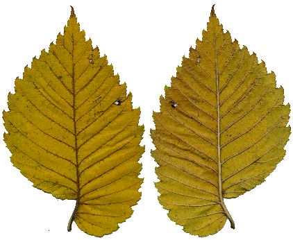 Herbstblatt von Ulmus laevis(?), Flatter-Ulme(?)